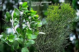 Image result for Santalaceae