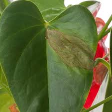 Why Does My Anthurium Have Brown Leaves Plant Leaves Turning Brown Anthurium Plant Anthurium Flower