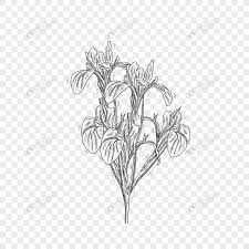 I hope, you will like this #howtodraw #irisflower. Black And White Lines Hand Drawn Iris Flower Png Image Psd File Free Download Lovepik 401725236