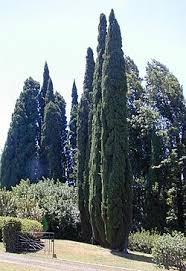 Image result for Cupressus sempervirens