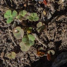 Image result for Oxalis depressa