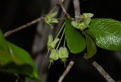 Image result for Brackenridgea