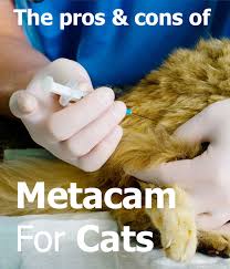 Metacam For Cats The Pros And Cons Of Meloxicam For Pain Relief Thecatsite Articles
