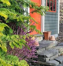 Image result for Daphne mezereum