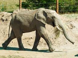 Mit wochenangeboten in der nähe einfach geld und zeit sparen. Saugetiere Zoopark Erfurt