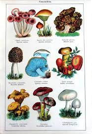 1907 Antique Edible Fungus Print Original Vintage Color Mushrooms Engraving Different Species Of Mushrooms Plate Illustration Stuffed Mushrooms Edible Fungi Mushroom Art