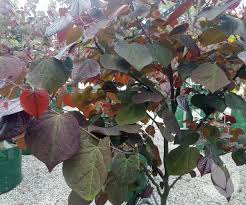 Browse other questions tagged identification indoors or ask your own question. Cercis Canadensis Forest Pansy Trees Speciality Trees