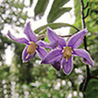 Image result for Solanum litoraneum