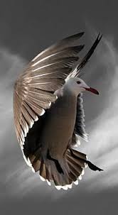 Parade Amoureuse De Printemps Toutes Ailes Ouvertes Comme Un Signe De Bienvenue Animaux Nature Animaux Et Oiseaux Animaux Beaux
