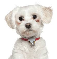 On average, a maltese puppy is going to cost anywhere from $700 to as much as $2,100+. Maltese Puppies For Sale Adoptapet Com