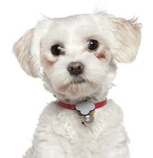 The havanese is a descendent of breeds brought to cuba from spain and could also be related to the tenerife, an ancestor of the entire bichon family. Havanese Puppies For Sale Adoptapet Com
