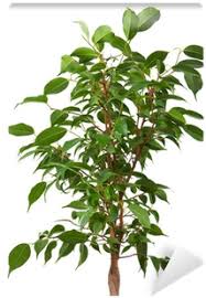 Download Pipal Tree Full Size Png Image Pngkit