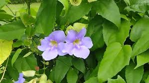 Image result for Thunbergia annua
