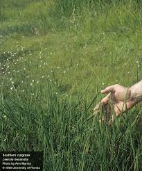 Image result for Cyphia lasiandra