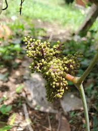 Image result for Ampelocissus multistriata