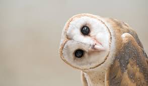Maybe you would like to learn more about one of these? 6 Daftar Harga Burung Hantu Terkini Beserta Jenis Dan Cara Memelihara