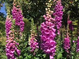 At foxglove flowers we are committed to great quality and service. Plant Spotlight Foxglove Winterbourne House And Garden