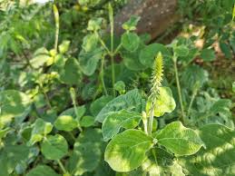 Image result for Achyranthes aspera