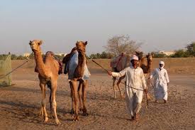 #meetupwithcamel #allisailidubai #camelviewing #almarmoomgeritagevillagedubai al lisaili is a desert settlement in the emirate of dubai, united arab. Camel Market Al Lisaili Dubai Places To Visit In Dubai Uae