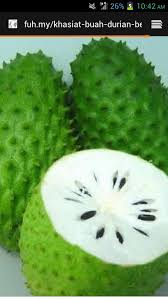 Pokok durian belanda merupakan pokok yang vitamin b1 yang terkandung dalam buah durian belanda ini akan membantu meningkatkan kadar metabolisme, peredaran darah dan mencegah. Jus Fresh Durian Belanda Akim Postingan Facebook