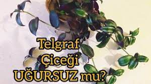 Eğerki cünüplü iken başına bir musibet gelirse kimseyi tenkit etme kendini tenkit et demiştir. Telgraf Cicegi Cogaltma Telgraf Cicegi Bakimi Cicek Bakimi En Uzun Yasayan Cicekler Cicekbakimi Youtube