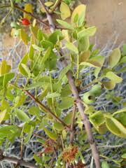 Image result for Tapinanthus dependens