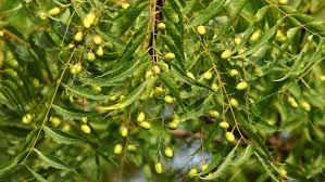 This helps in treating fever. Neem Tree Azadirachta Indica