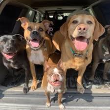 Camino verde pet resort is your place for dog boarding as well as grooming. Best Pet Resorts Near Me July 2021 Find Nearby Pet Resorts Reviews Yelp