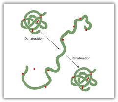 Denaturation And Renaturation Of A Protein Protein Science Photos Chemistry