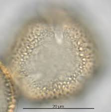 Image result for Ampelocissus abyssinica