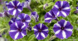 How To Deadhead Petunias Petunias Petunia Care Petunia Plant