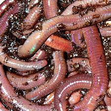 Amazon.com : African Nightcrawlers, 1 Lb Live Worms : Patio, Lawn & Garden