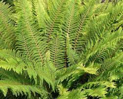 Das schloss herrenhausen wurde im jahr 2012 als einer der hochkarätigsten veranstaltungsorte europas neu erbaut. Polystichum Setiferum Herrenhausen Zachte Naaldvaren Vertrouwd Online Kopen