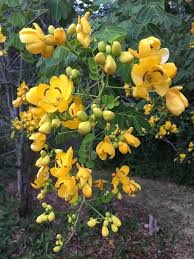 Image result for Senna bicapsularis