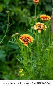 Image result for Glebionis carinata `German Flag`