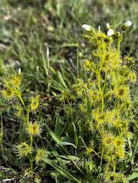 Image result for Wahlenbergia hookeri