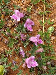 Image result for Dicerocaryum senecioides