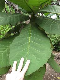 Image result for Wigandia urens