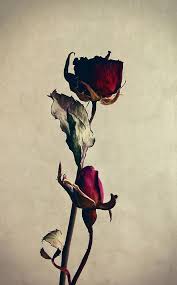 صور ورد و صور زهور من أجمل و أندر الورود من جميع أنحاء العالم مع خلفيات hd بفبوف drying roses red roses rose wallpaper