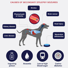 What Causes A Focal Seizure In Dogs