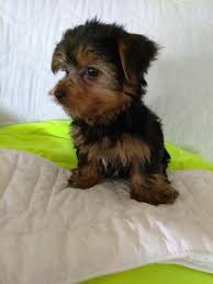 We did not find results for: Yorkshire Terrier Puppies For Sale Richmond Va 286445