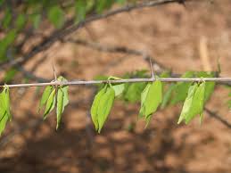 Image result for Canthium glaucum