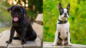 Daisy is by far one of the laziest dogs i have owned. Pug Vs Boston Terrier Breed Differences Similarities