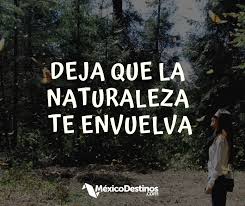 Deja Que La Naturaleza Te Envuelva Santuario De La Mariposa Estado De Mexico Frases Inspiracion Mexico Frases Ambientales Frases Naturaleza Naturaleza