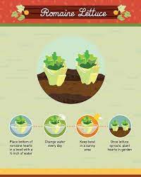 19 Foods You Can Regrow From Scraps Foodwaste Romaine Lettuce Growing Growing Lettuce Regrow Vegetables