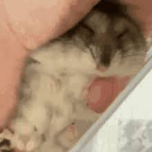 Click images to large view viral why that screaming hamster isnt funny hamster. Sleeping Hamster Gifs Tenor