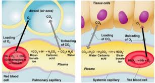 Sistem pernapasan pada hewan pertukaran gas oksigen dan karbondioksida yang terjadi dalam setiap tubuh hewan kemungkinan dapat berbeda. Proses Pertukaran Oksigen Dan Karbondioksida