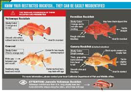 In Season Groundfish Changes California Saltwater Fishing