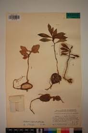 Image result for Trochomeria polymorpha
