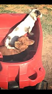 170 miles east of dallas / fort worth, 220 miles northeast of houston, 300 miles northeast of austin, 385 miles northeast of san antonio. Akc Bred Dachshunds Puppy Notification List Has Been Started We Can T Wait Dachshund Puppy Miniature Dachshund Puppies For Sale Miniature Dachshund Breeders